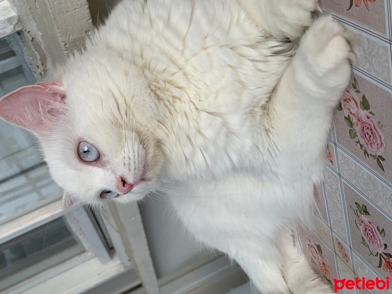 British Longhair, Kedi  Mia fotoğrafı