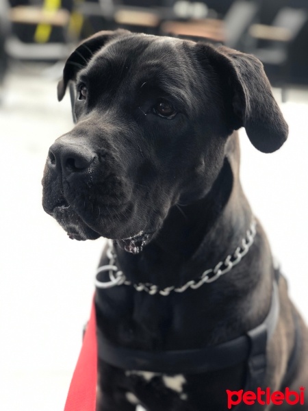 Cane Corso Italiano, Köpek  Rita fotoğrafı