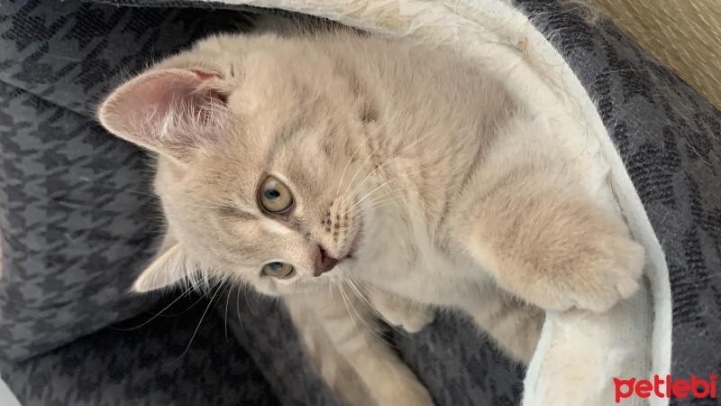 British Shorthair, Kedi  Paşa fotoğrafı