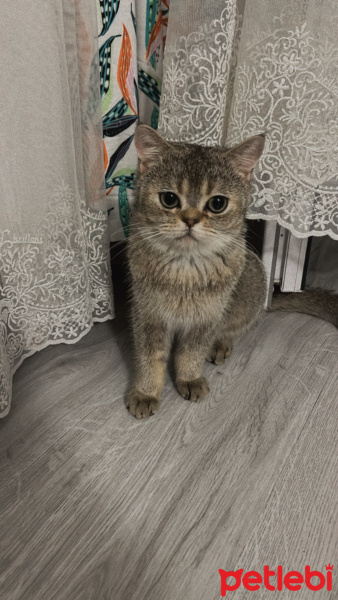 British Shorthair, Kedi  Şans eros fotoğrafı