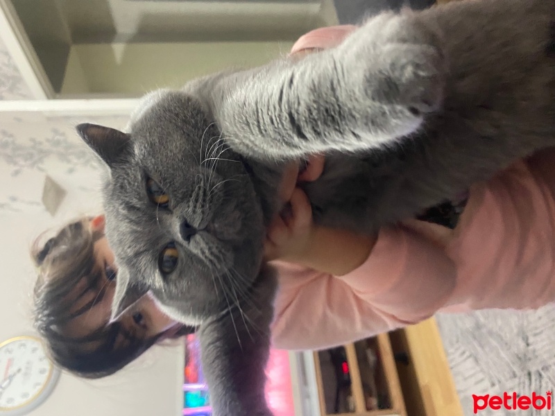 British Shorthair, Kedi  Şanslı fotoğrafı