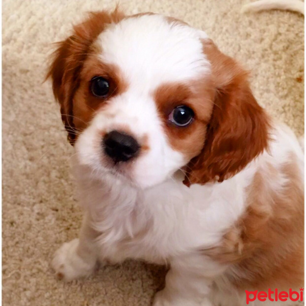 Cavalier King Charles Spanieli, Köpek  wisky fotoğrafı