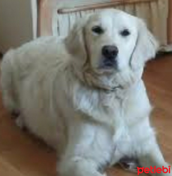 Golden Retriever, Köpek  Dust fotoğrafı