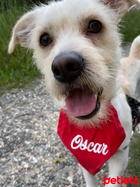 Maltese, Köpek  OSCAR fotoğrafı