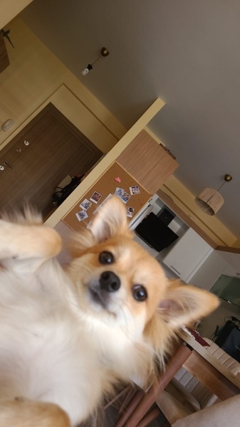 Pomeranyalı, Köpek  Waffle fotoğrafı