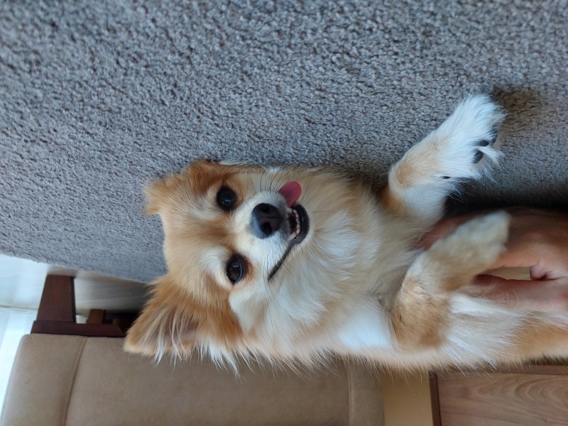 Pomeranyalı, Köpek  Waffle fotoğrafı