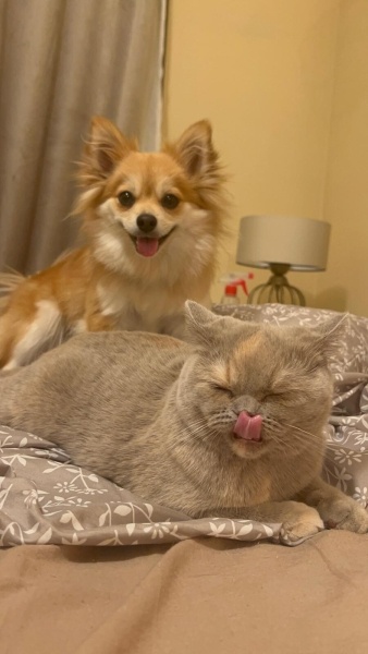 Pomeranyalı, Köpek  Waffle fotoğrafı