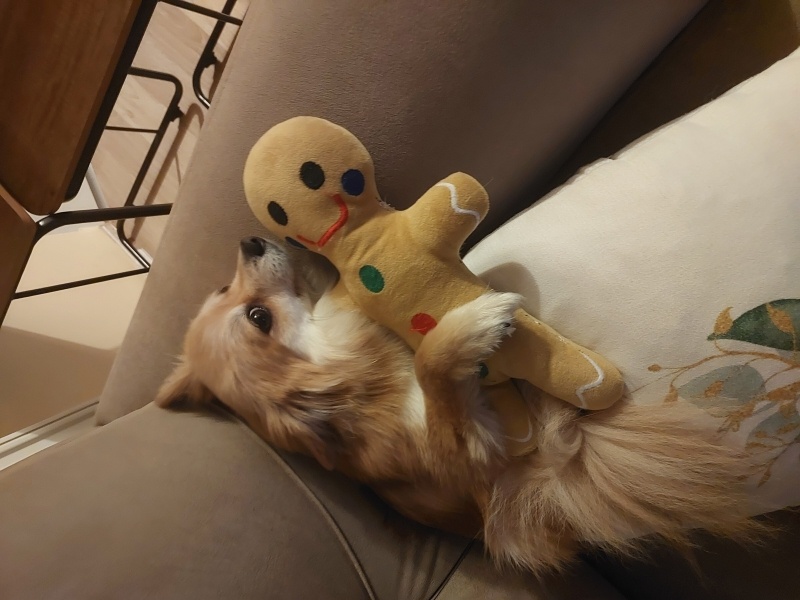 Pomeranyalı, Köpek  Waffle fotoğrafı