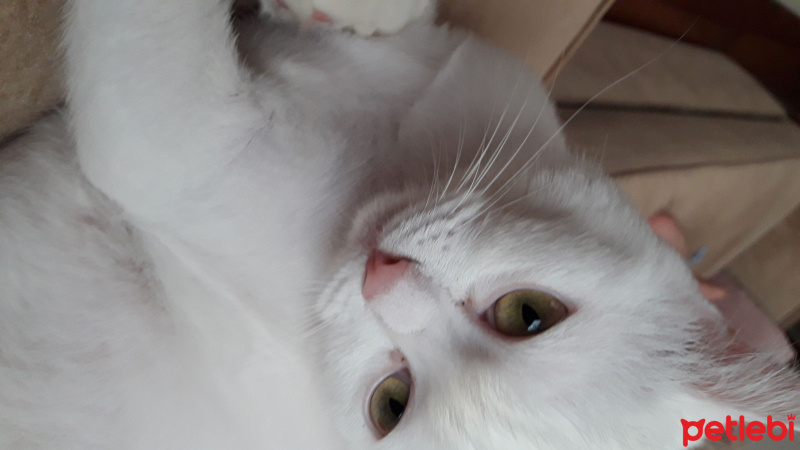Van Kedisi, Kedi  Minnoş fotoğrafı