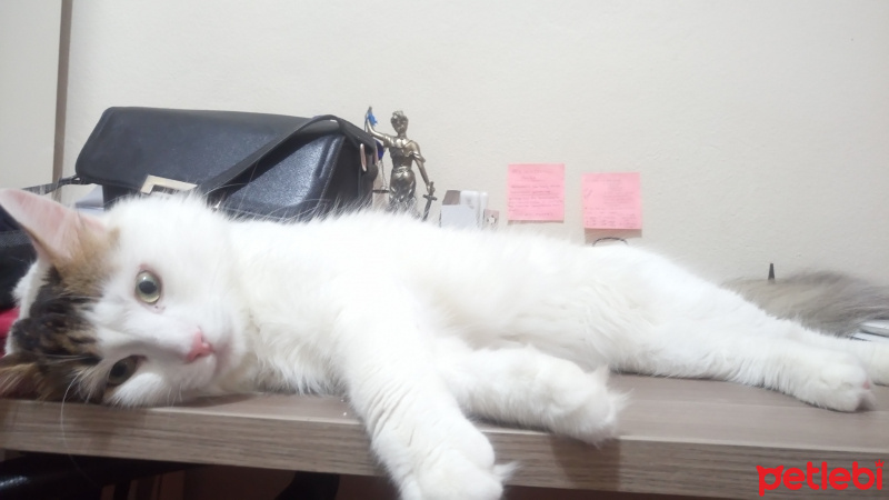 Ragamuffin, Kedi  Bach fotoğrafı