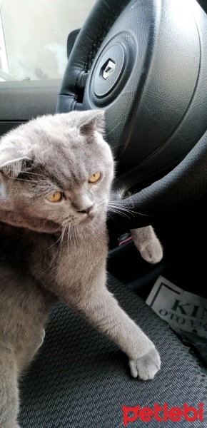 Scottish Fold, Kedi  Duman fotoğrafı