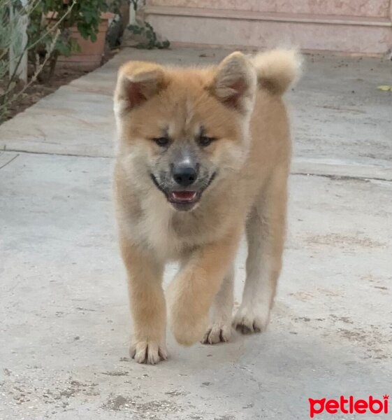 Akita İnu, Köpek  Yoda fotoğrafı