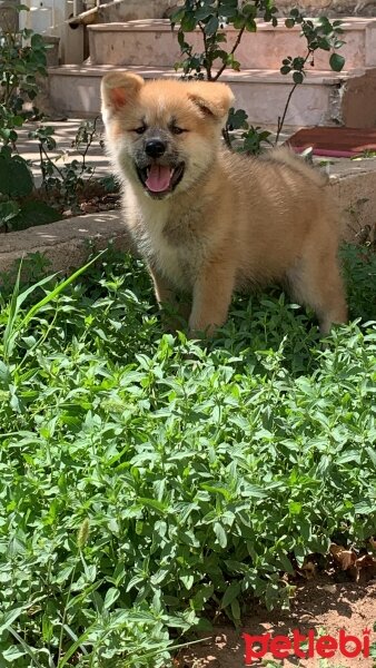 Akita İnu, Köpek  Yoda fotoğrafı