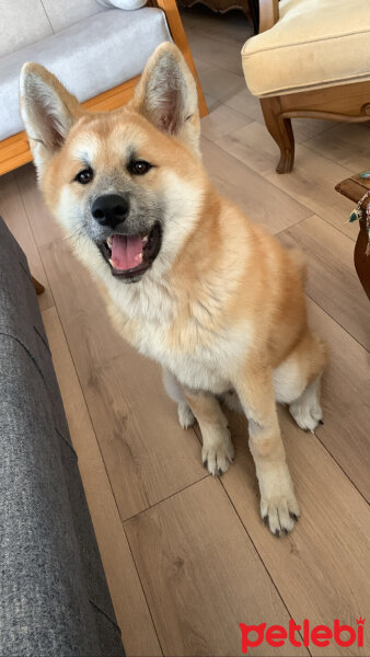 Akita İnu, Köpek  Yoda fotoğrafı