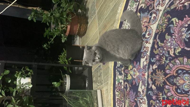 Scottish Fold, Kedi  Duman fotoğrafı