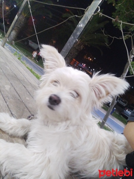 Maltese, Köpek  Coco fotoğrafı