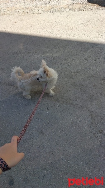 Maltese, Köpek  Coco fotoğrafı