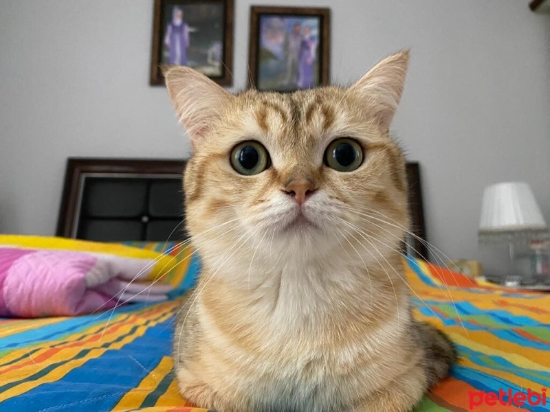 British Shorthair, Kedi  Tarçın fotoğrafı