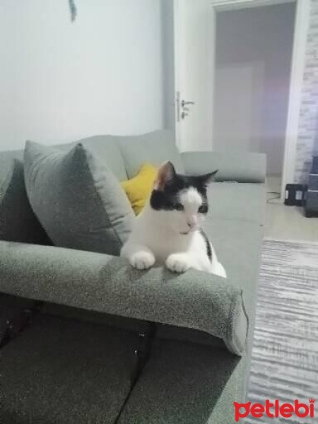 Tekir Kedi, Kedi  Toprak fotoğrafı
