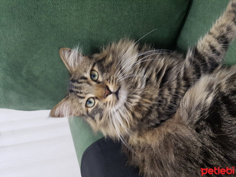 Norwegian Forest, Kedi  Tora fotoğrafı