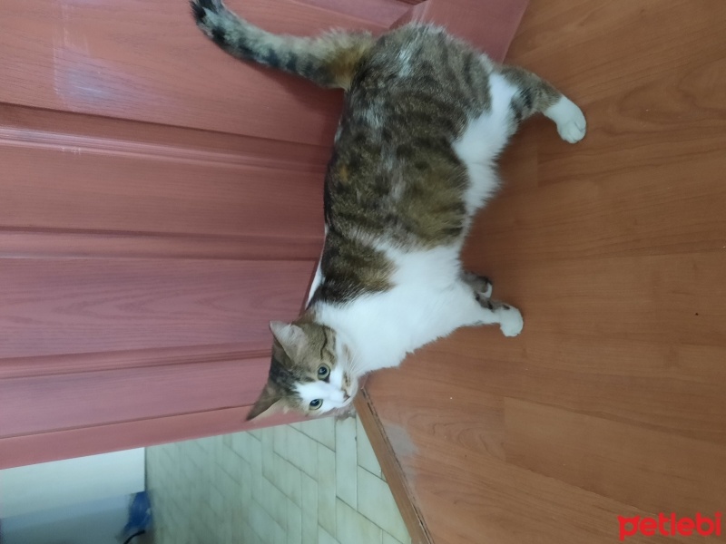 Tekir Kedi, Kedi  Pamuk fotoğrafı