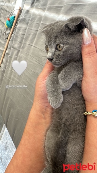 Scottish Fold, Kedi  Dobby fotoğrafı