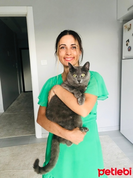 Mavi Rus, Kedi  Şakir fotoğrafı
