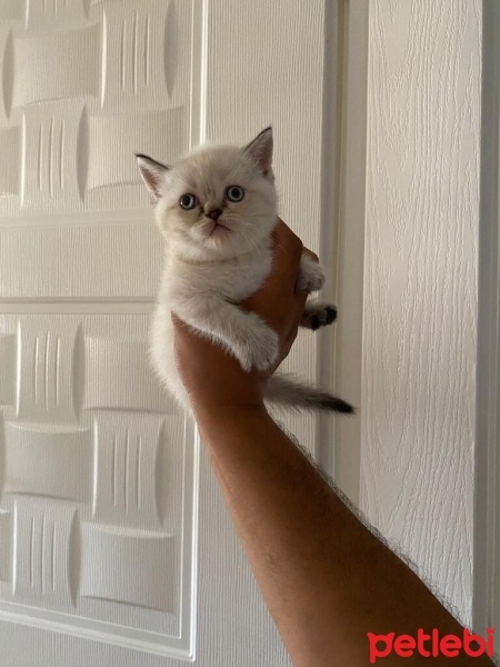 Scottish Fold, Kedi  scottish fotoğrafı