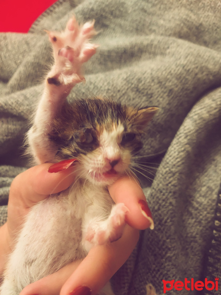 Tekir Kedi, Kedi  Helen fotoğrafı