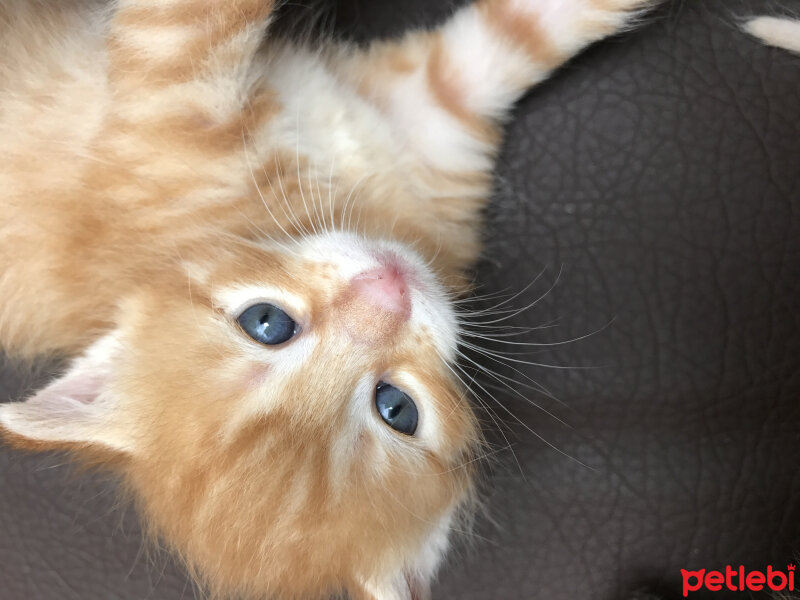 Tuxedo (Smokin) Kedi, Kedi  Sarı papatya fotoğrafı