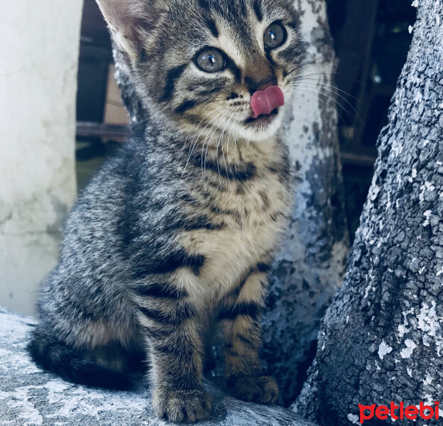 Tuxedo (Smokin) Kedi, Kedi  Sarı papatya fotoğrafı