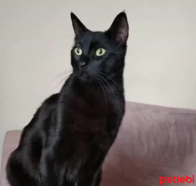 Bombay, Kedi  Küba fotoğrafı