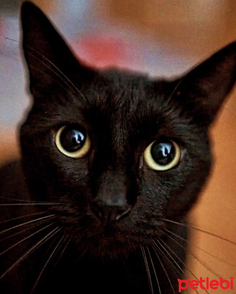 Bombay, Kedi  Küba fotoğrafı