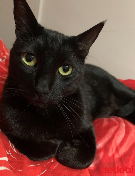 Bombay, Kedi  Küba fotoğrafı