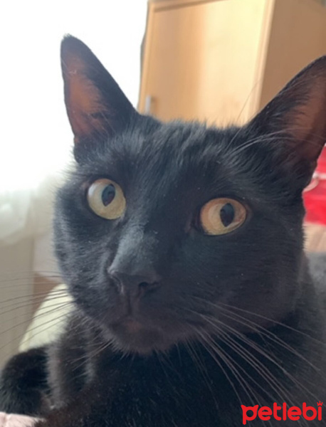 Bombay, Kedi  Küba fotoğrafı