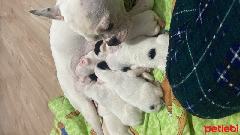 Fransız Bulldog, Köpek  Bella fotoğrafı
