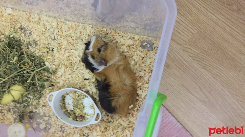 Guinea Pig, Kemirgen  Karamel fotoğrafı