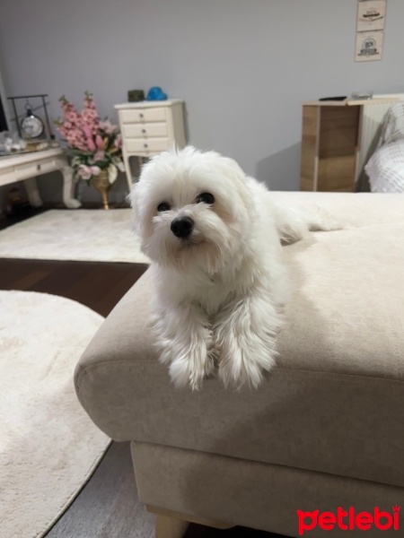 Maltese, Köpek  Mars fotoğrafı