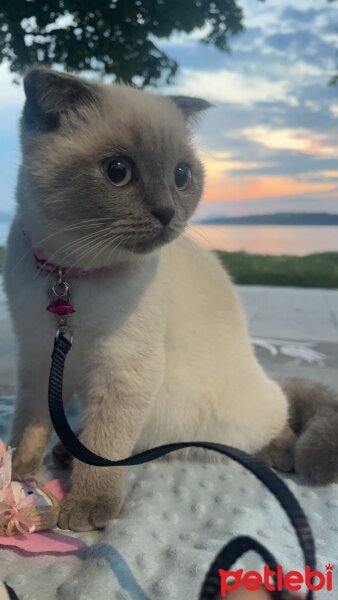 Scottish Fold, Kedi  Luna fotoğrafı