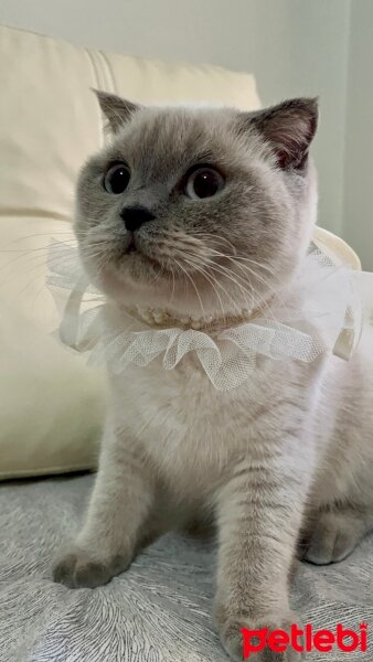 Scottish Fold, Kedi  Luna fotoğrafı