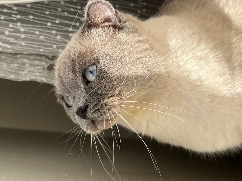 Scottish Fold, Kedi  Luna fotoğrafı