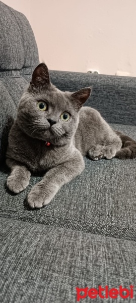 Scottish Fold, Kedi  Şila fotoğrafı