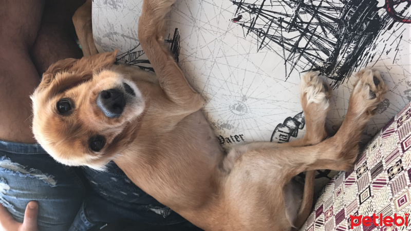 Amerikan Cocker Spaniel, Köpek  Betty fotoğrafı