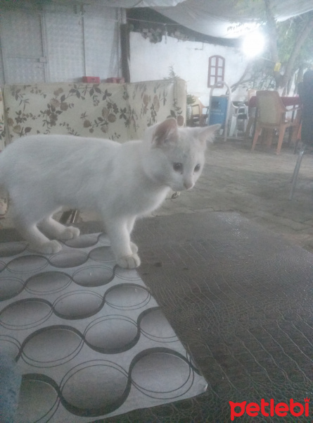 Van Kedisi, Kedi  pispis fotoğrafı