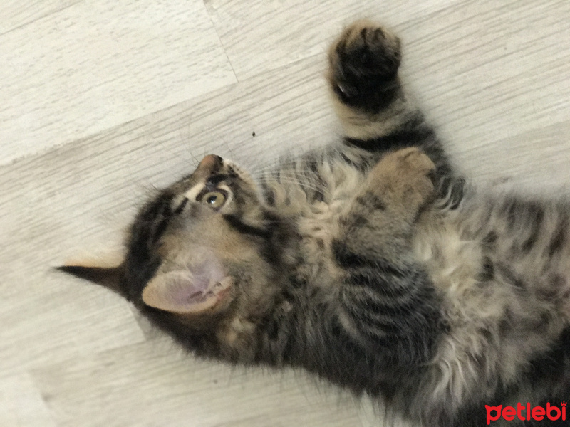 Chinchilla, Kedi  Mimi fotoğrafı