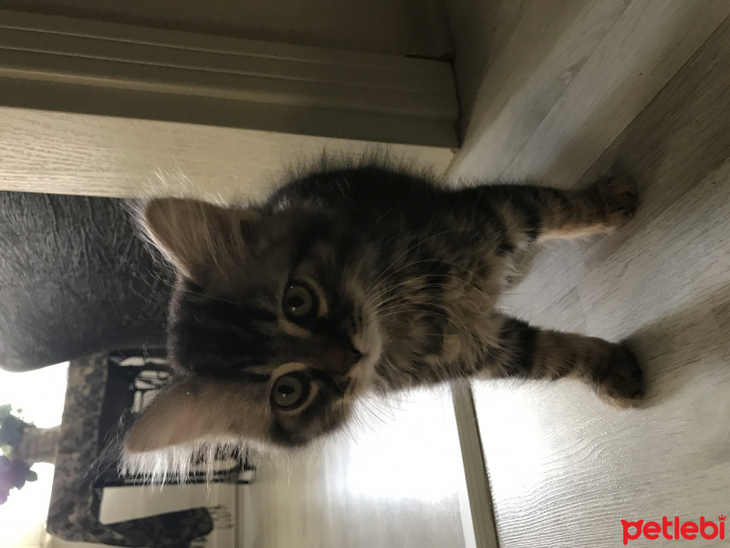 Chinchilla, Kedi  Mimi fotoğrafı