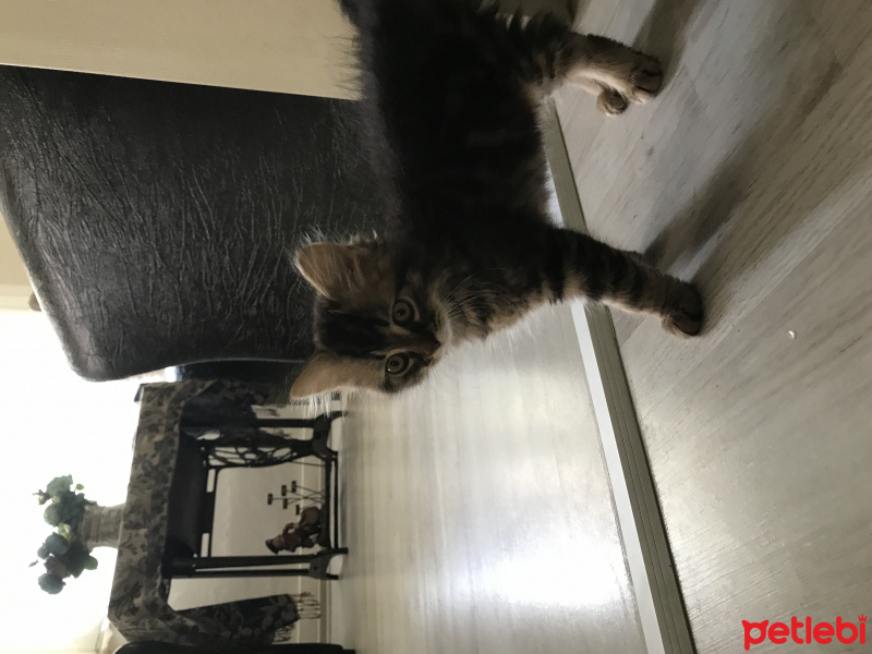 Chinchilla, Kedi  Mimi fotoğrafı