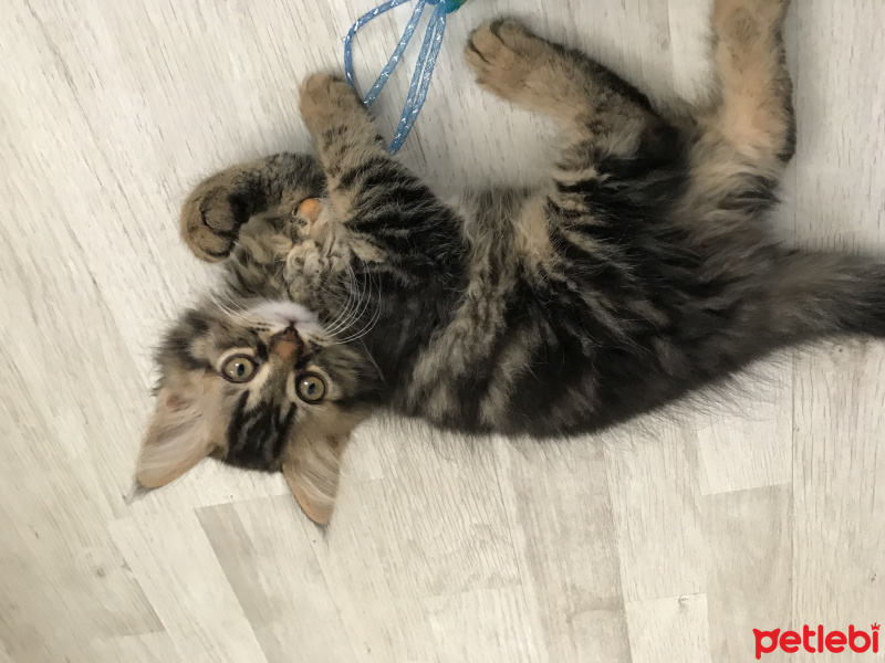 Chinchilla, Kedi  Mimi fotoğrafı