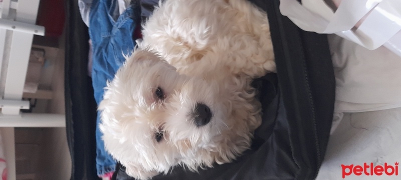 Maltese, Köpek  Bella fotoğrafı
