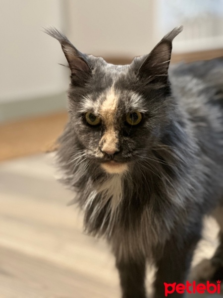 Maine Coon, Kedi  FALL IN LOVE fotoğrafı